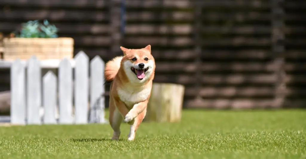 synlawn austin pet grass