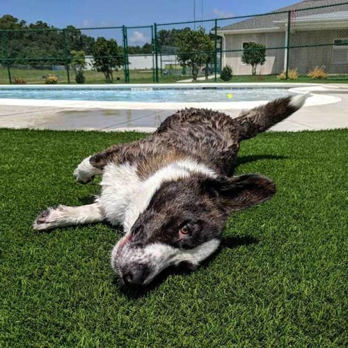 Pet rolling around on SynLawn artificial turf