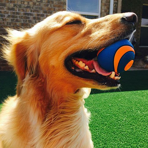 Pet golden retriever with a ball on green SYNLawn artificial turf