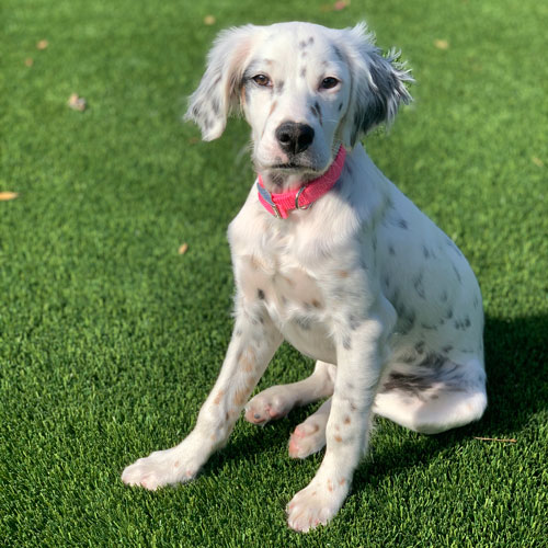 Pet Dalmation Dog on green SynLawn artificial turf