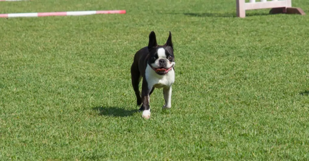 pet-friendly artificial turf