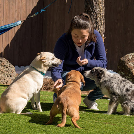 three pet dogs on artificial turf