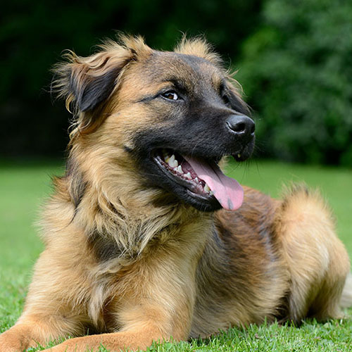 Pet Turf