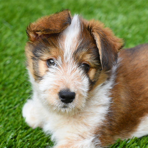 Pet Grass