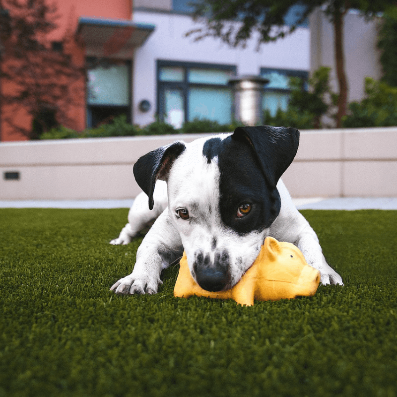 pet-turf-play pet turf
