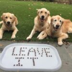 Dogs posing on artificial grass installed by SYNLawn