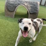 Dog playing on artificial grass installed by SYNLawn