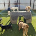 Dogs playing on artificial grass