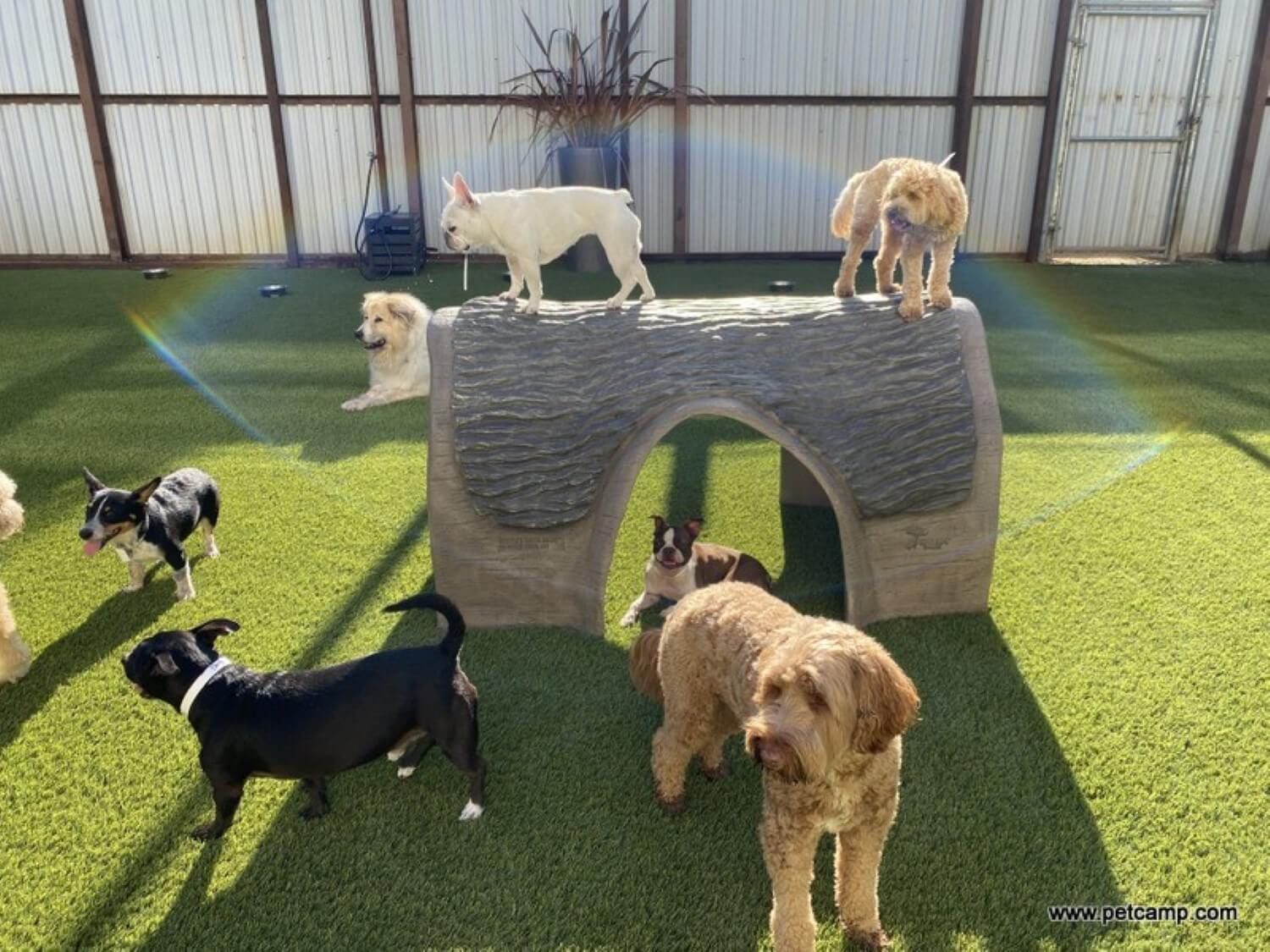 Pet26 Dogs playing on artificial grass