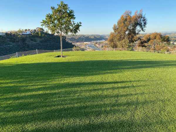 Single tree in a fenced in artificial grass area