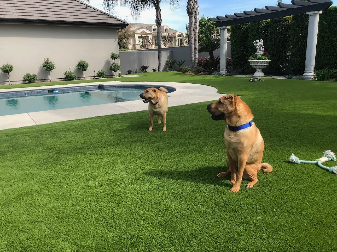 synlawn austin pet turf pool side with dogs