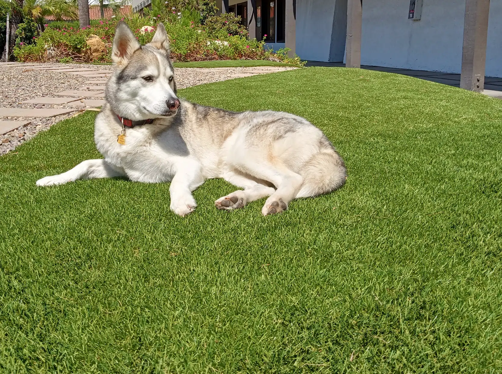 dog laying on austin pet turf backyard