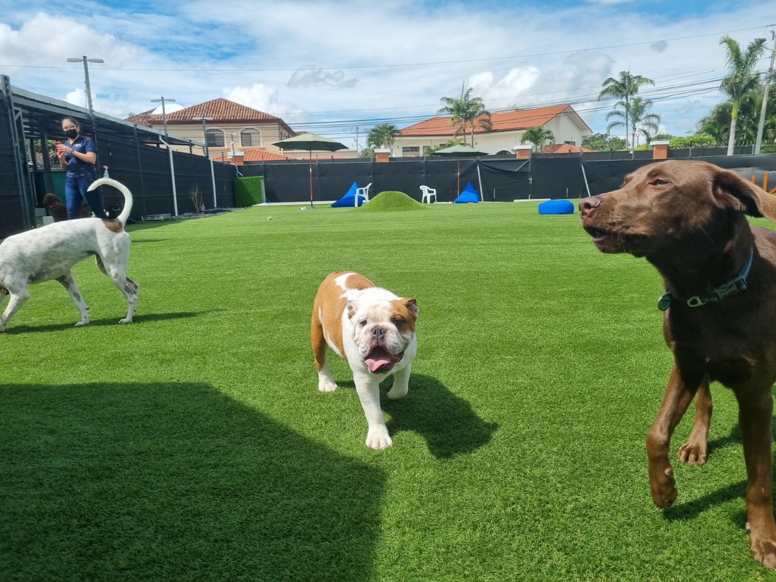 Dog Park SYNLawn Pet Turf Dog Park SYNLawn Austin Pet Turf